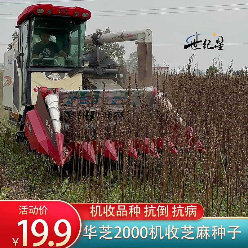 世纪星华芝2000机收芝麻种子高产芝麻白芝麻种子抗病抗旱机器收割