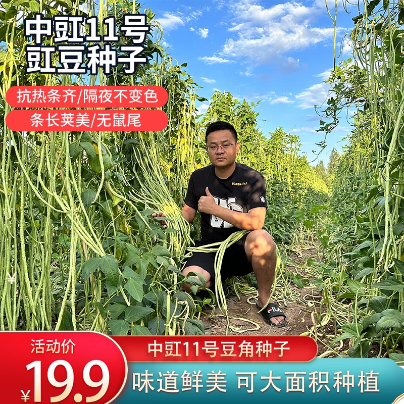 世纪星中豇11早熟耐高温耐基地种植户专用豇豆种子高产豆角芝麻种