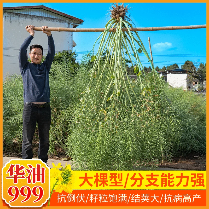 世纪星大田抗病抗倒伏华油999油菜种子高产油菜籽种子油菜籽品种