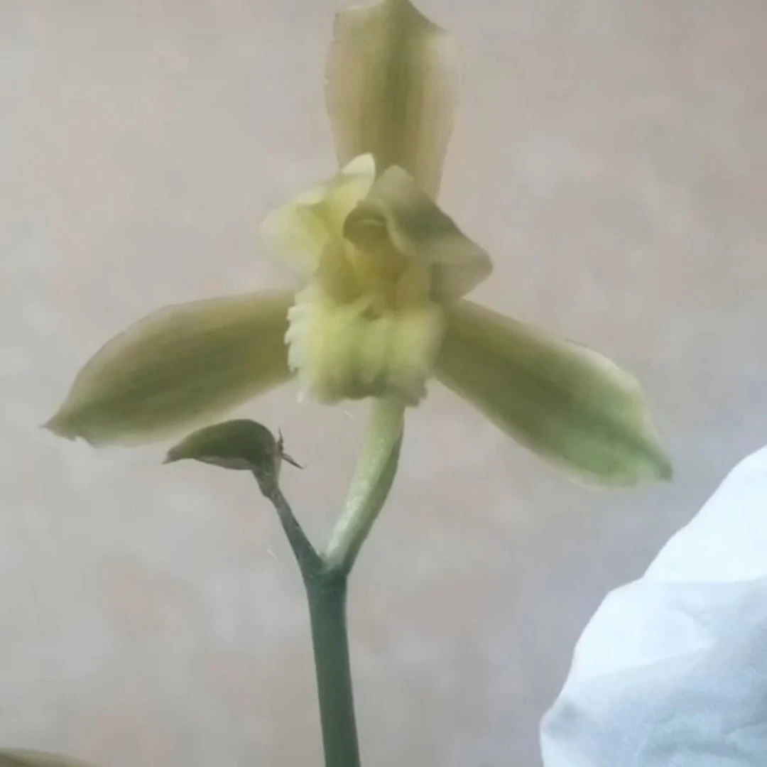 蕙兰花艺拍品（实物为准）