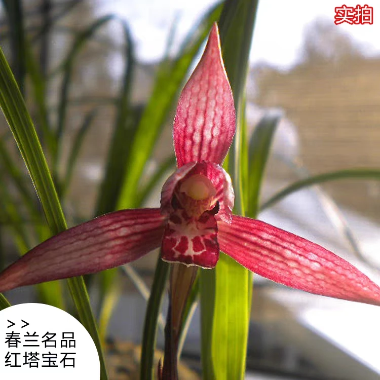 春兰春剑建兰秋芝送春蕙兰市场直播链接