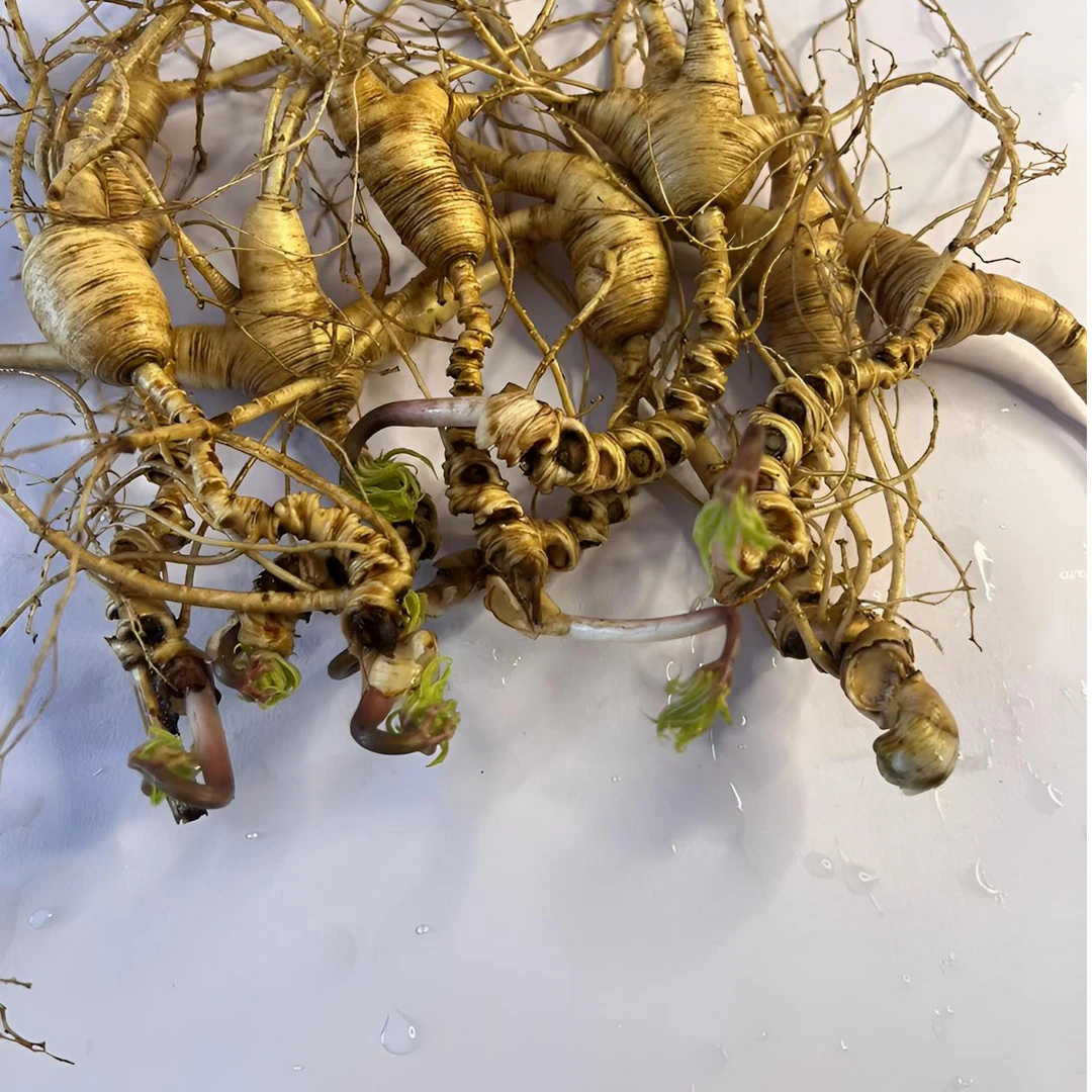 长白山林下参籽货（一物一拍）泡酒