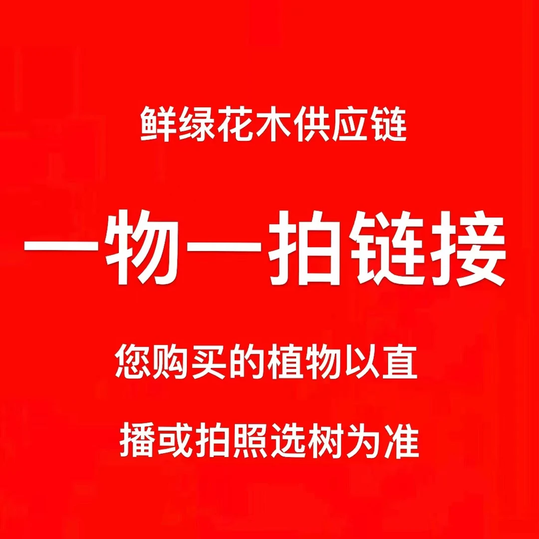 龙血树幸福树发财树金钱树办公室客厅好养易活大绿植盆栽一物一拍