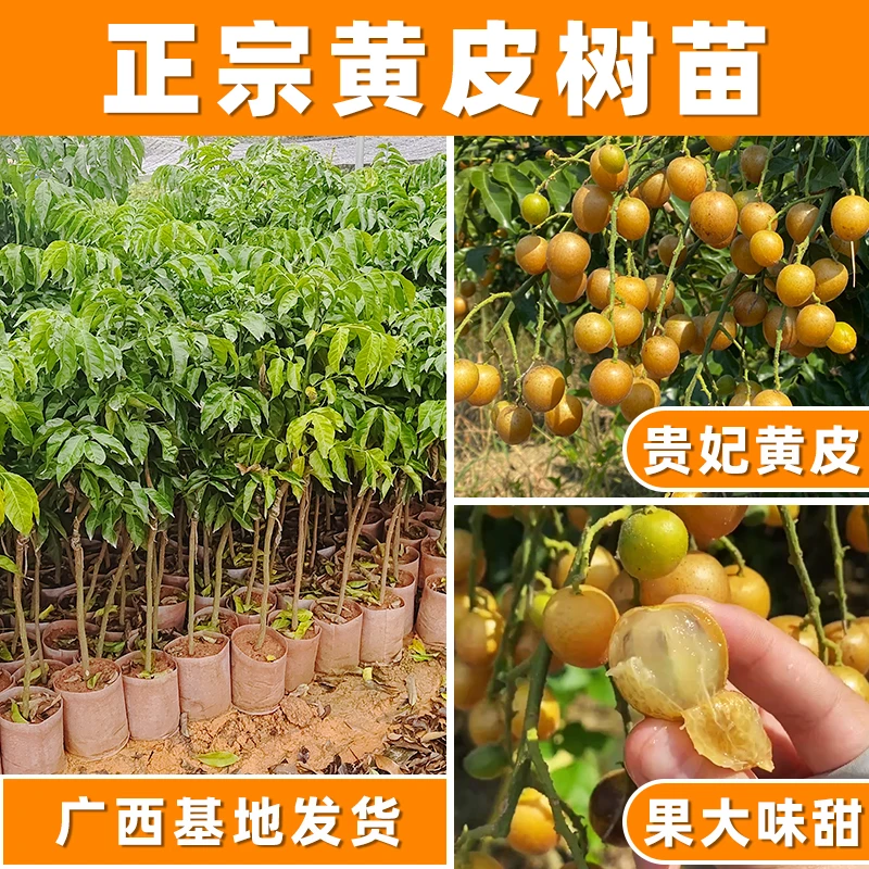 正宗贵妃黄皮果苗大鸡心无核嫁接甜水果树苗盆栽南方种植广西庭院