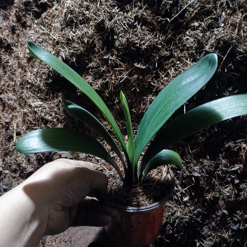 君子兰练手价格，原盆原土发货，原土发货