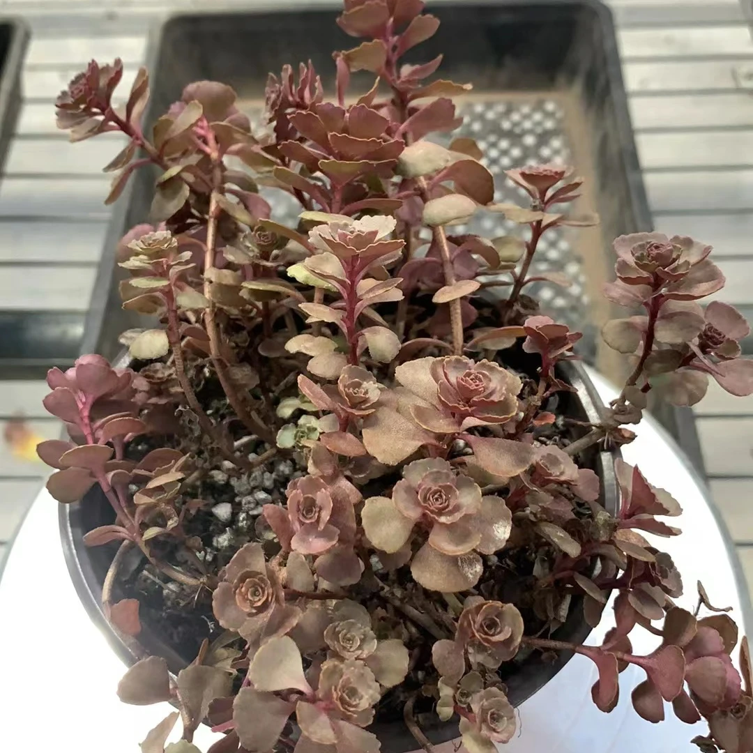 小球玫瑰 （多肉全店满19元包邮）植物组合盆栽