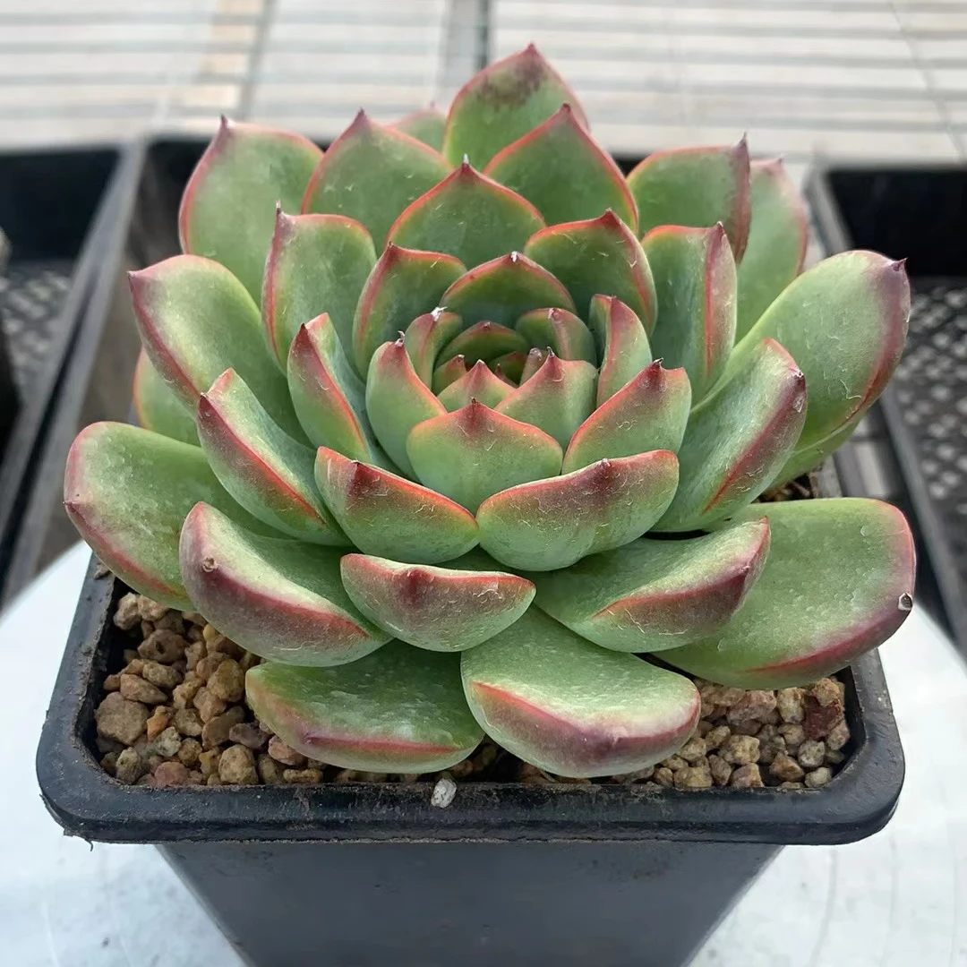 篝火（多肉全店满19元包邮）植物组合盆栽