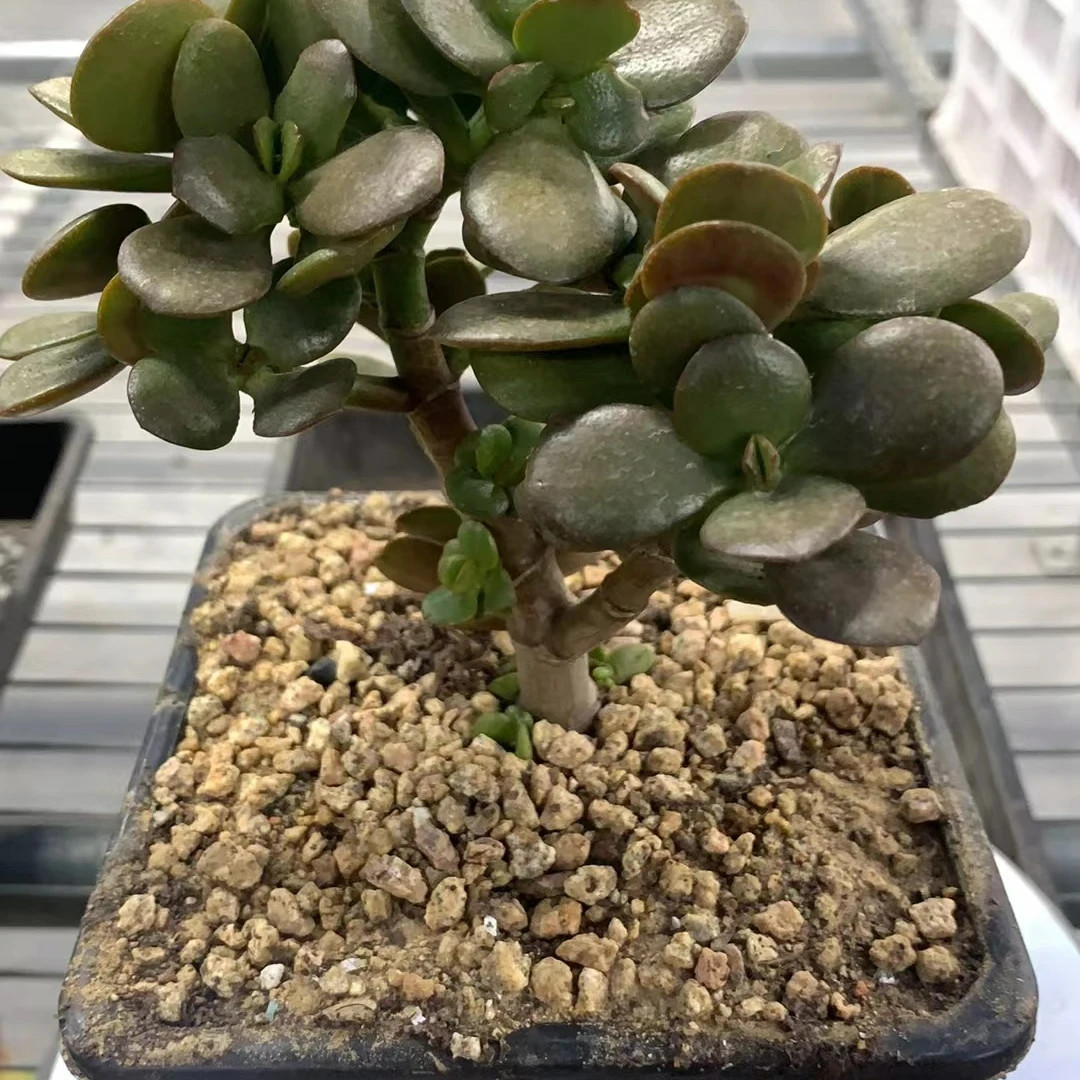 玉树  摇钱树（多肉全店满19元包邮）植物组合盆栽