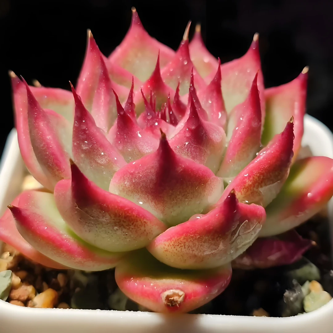 一物一拍链接多肉植物(满19元包邮)多肉植物(701-750)子涵专属