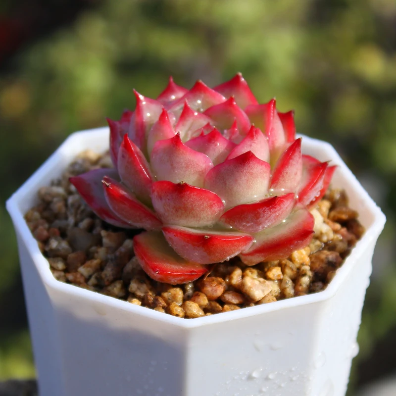 一物一拍链接多肉植物（满19元包邮）多肉植物（401-450）（嘟嘟专属）