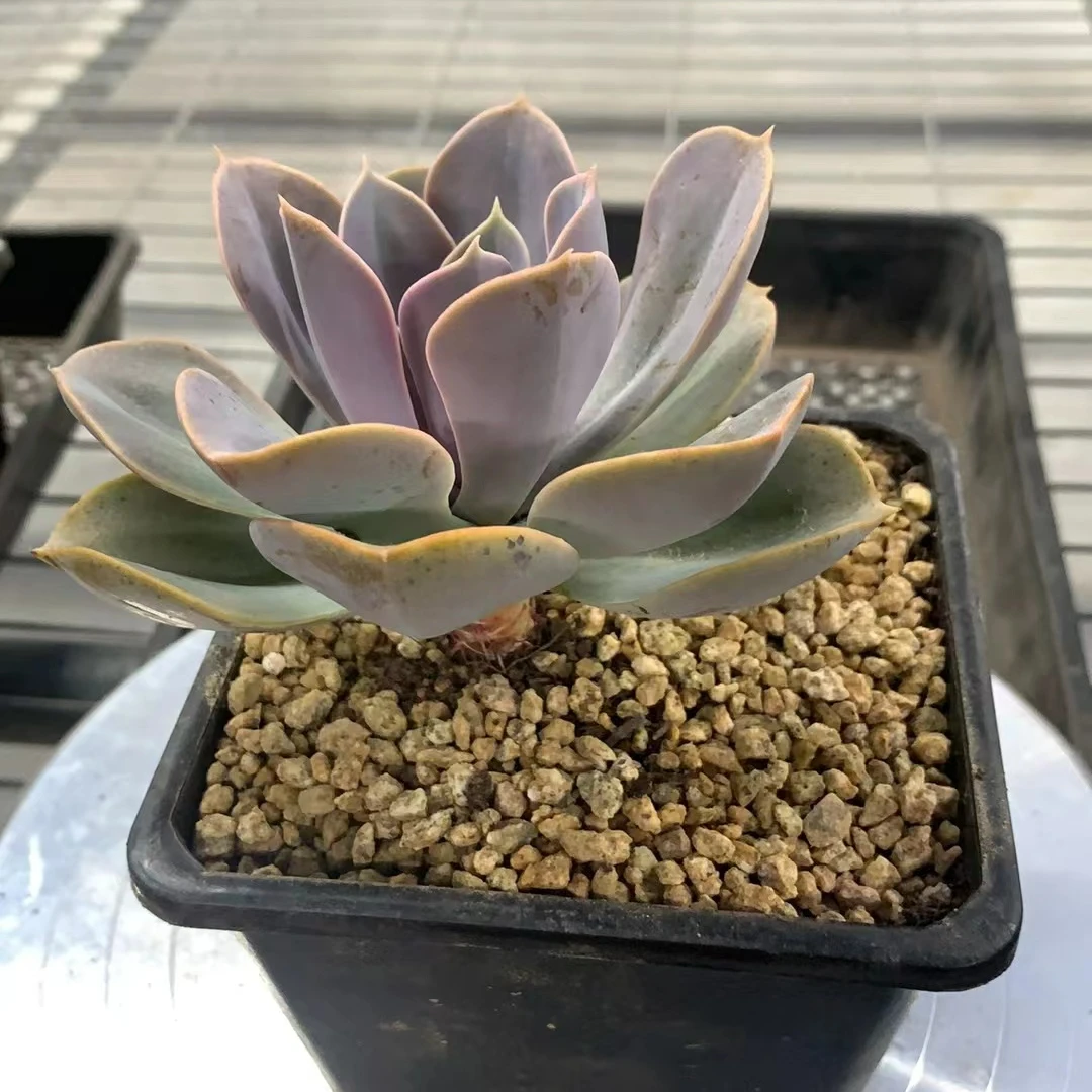 紫珍珠 三头  多肉植物组合盆栽（满19元包邮）