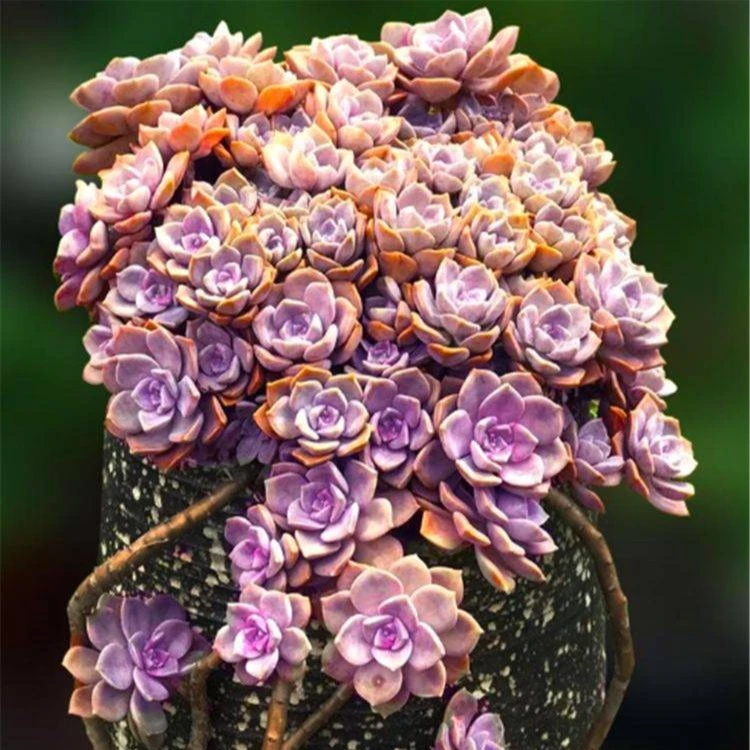 （201-250）（芳芳专属） 一物一拍链接多肉植物（满19元包邮）多肉植物