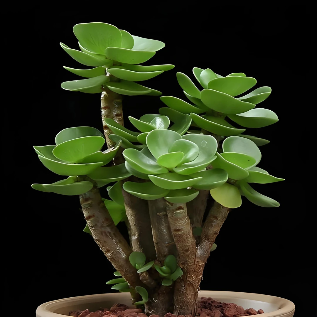 一物一拍链接多肉植物（满19元包邮）多肉植物（351-400）（林林专属）