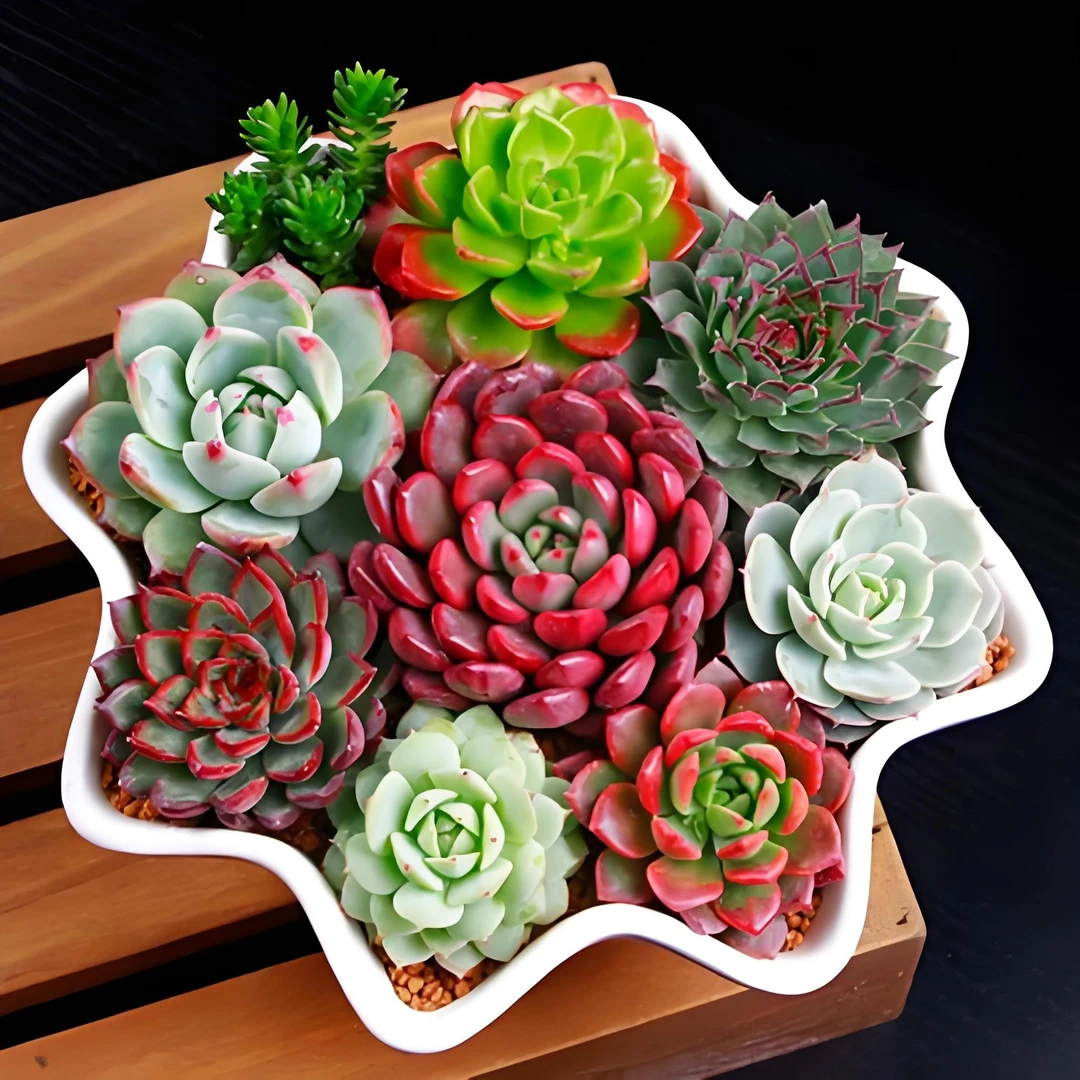 （901-1000）（慧哥专属）一物一拍 直播链接（满19元包邮）多肉植物