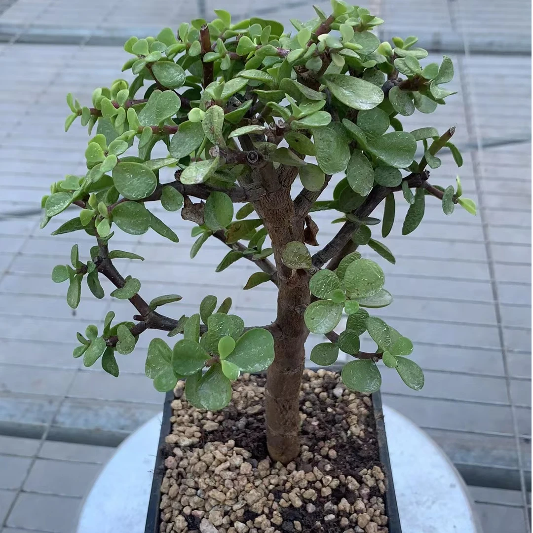 金枝玉叶（多肉全店满19元包邮）植物组合盆栽