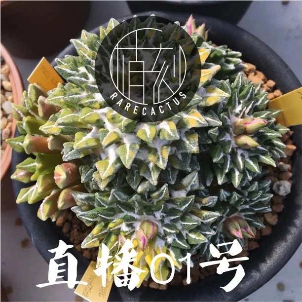 直播间挂车链接请勿直拍