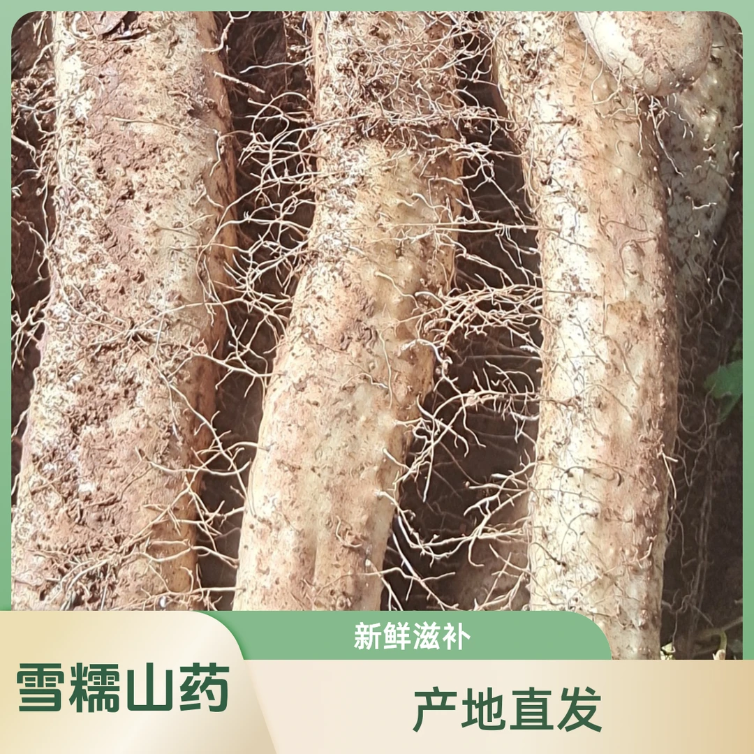 丽江正宗雪糯山药新鲜现挖产地直发营养滋补5-10斤［净重］