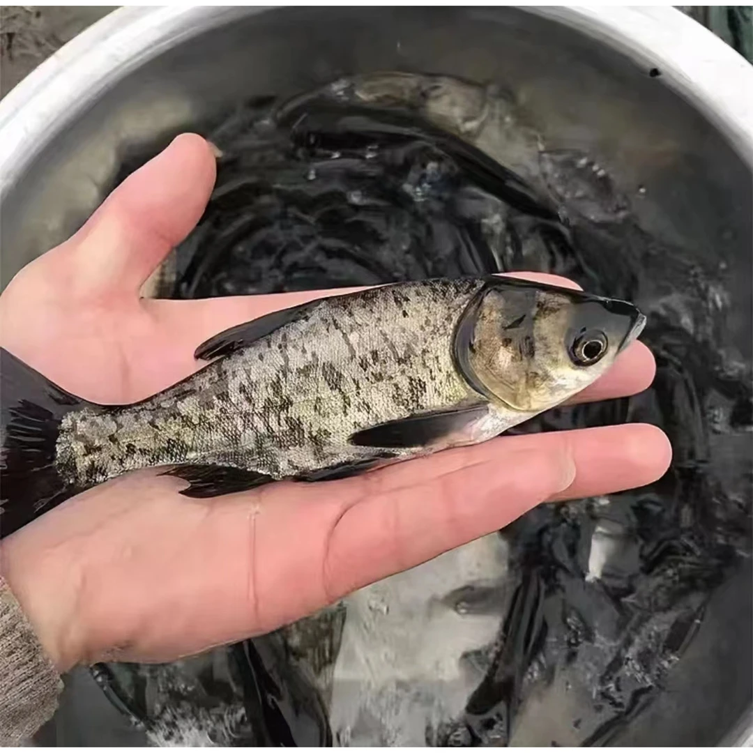 渔场直发现捞四川生态养殖花鲢  每条2-8g左右  水库花鲢