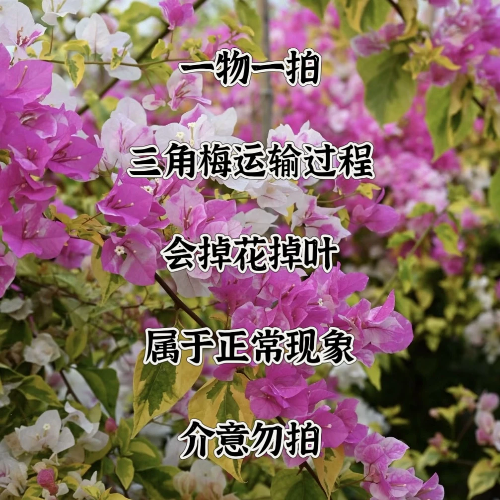 精品三角梅一物一拍专属链接（多价格）
