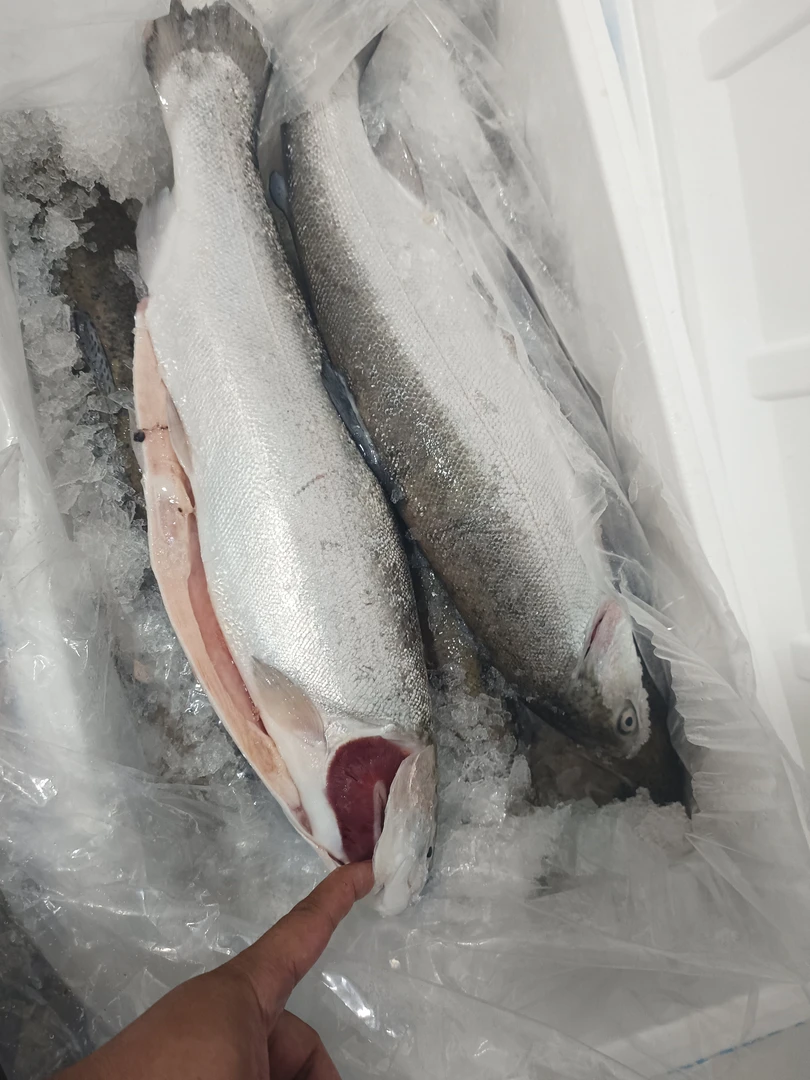 国产新疆三文鱼冰鲜整条鲜活现杀发货
