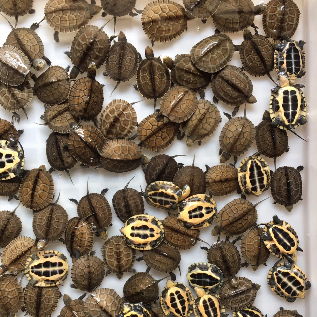 【正宗广东种】养殖场批发石金钱龟南石龟活物宠物龟观赏招财龟人工