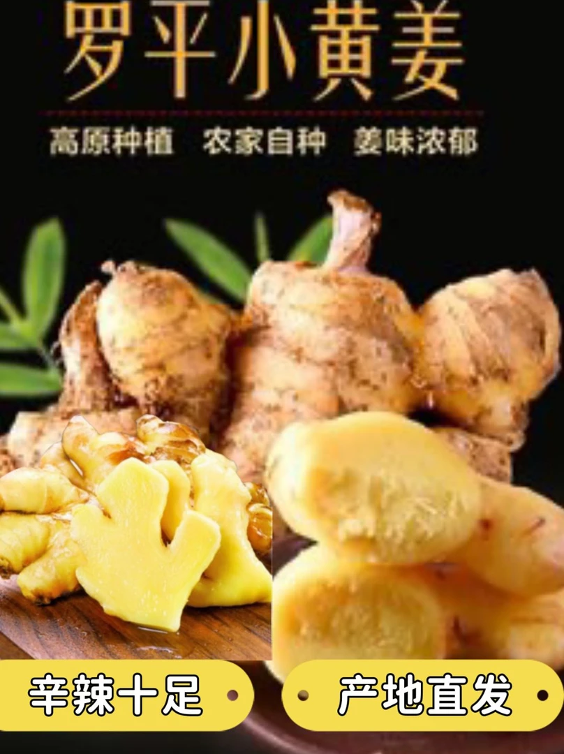 精品生态种植种植小黄姜1/3/5/9斤农家自种新鲜现挖现发美味浓郁