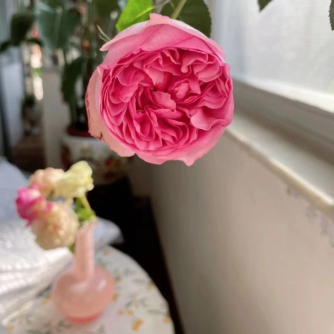 玫瑰大叔  伊芙索菲亚 灌木月季 庭院阳台