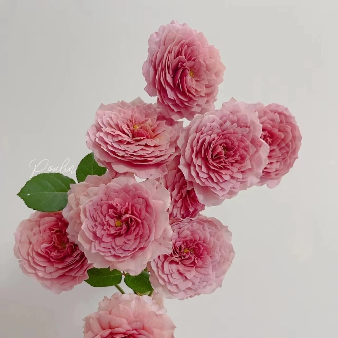 玫瑰大叔 翠鸟 切花月季 庭院阳台