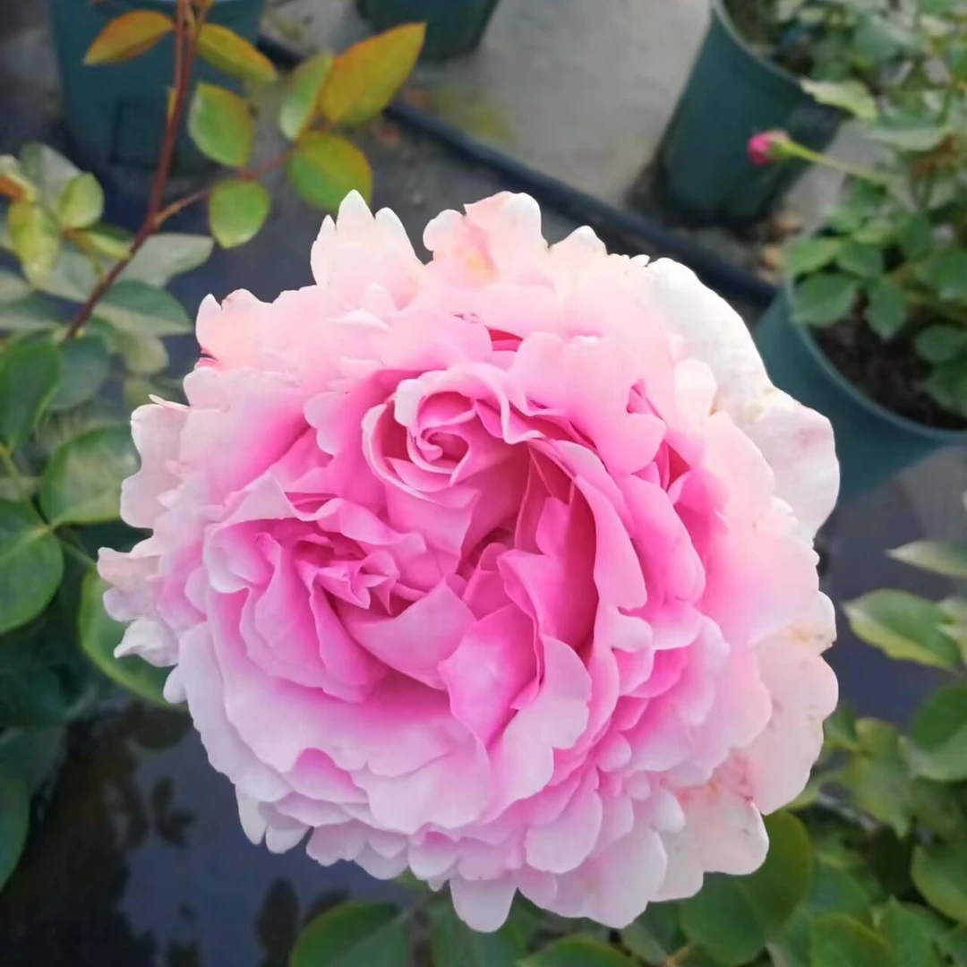 玫瑰大叔 伊芙紫苑 灌木月季 庭院阳台