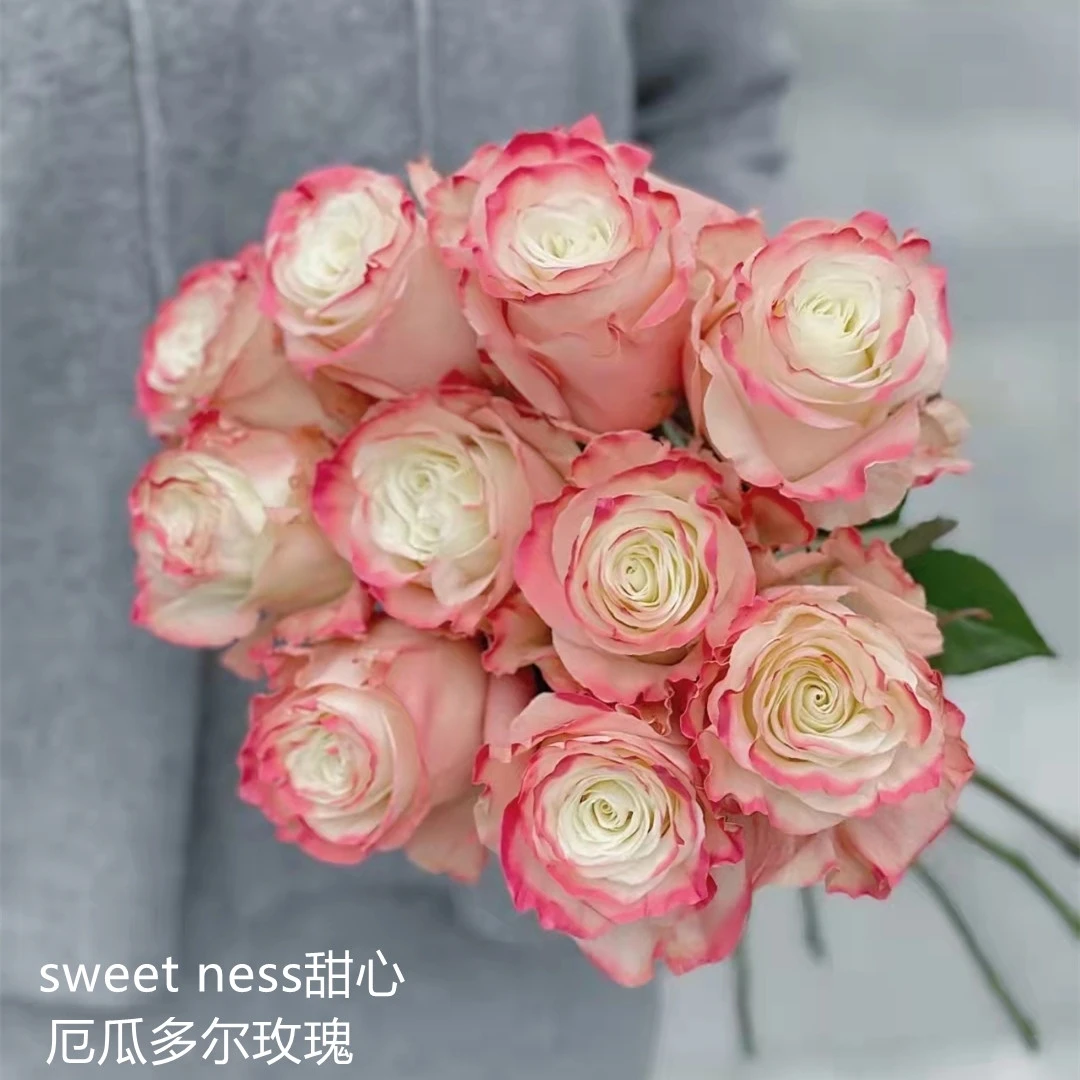 玫瑰大叔  甜心 灌木月季 庭院阳台