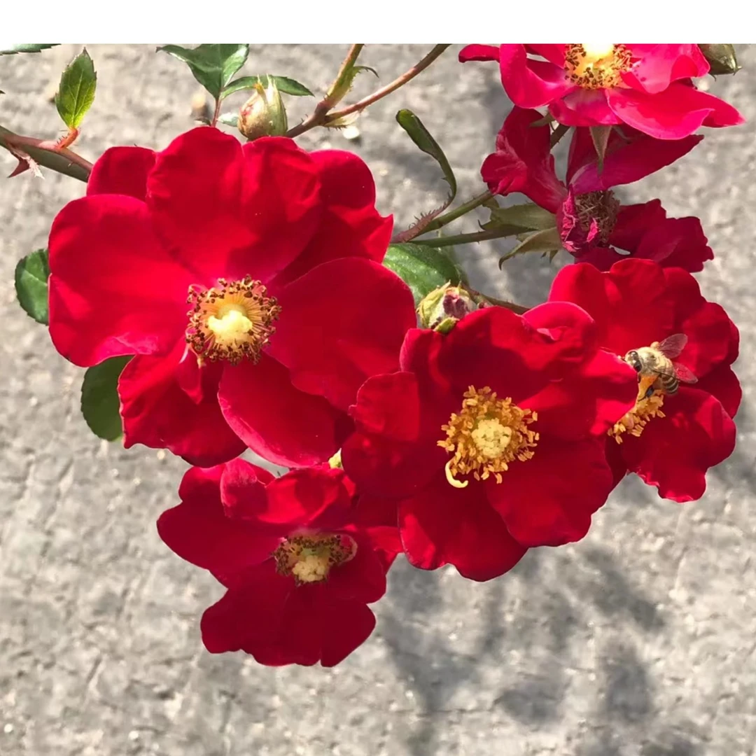 玫瑰大叔 猩红地毯 地被月季 庭院阳台