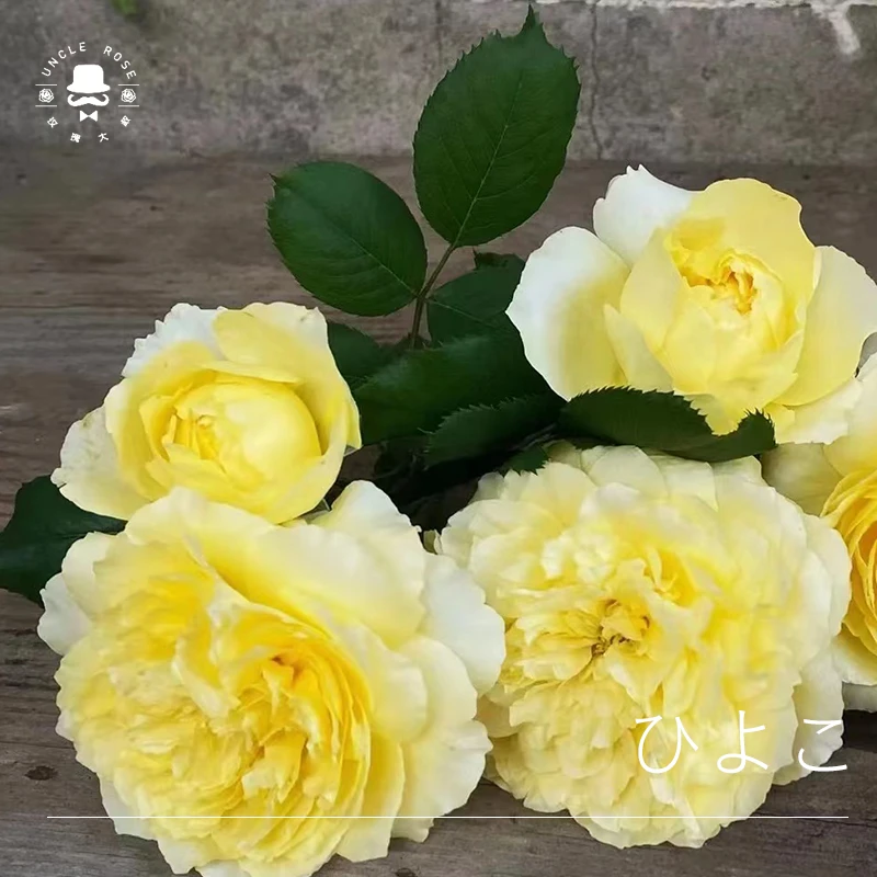 玫瑰大叔 小黄鸡 灌木月季 庭院阳台