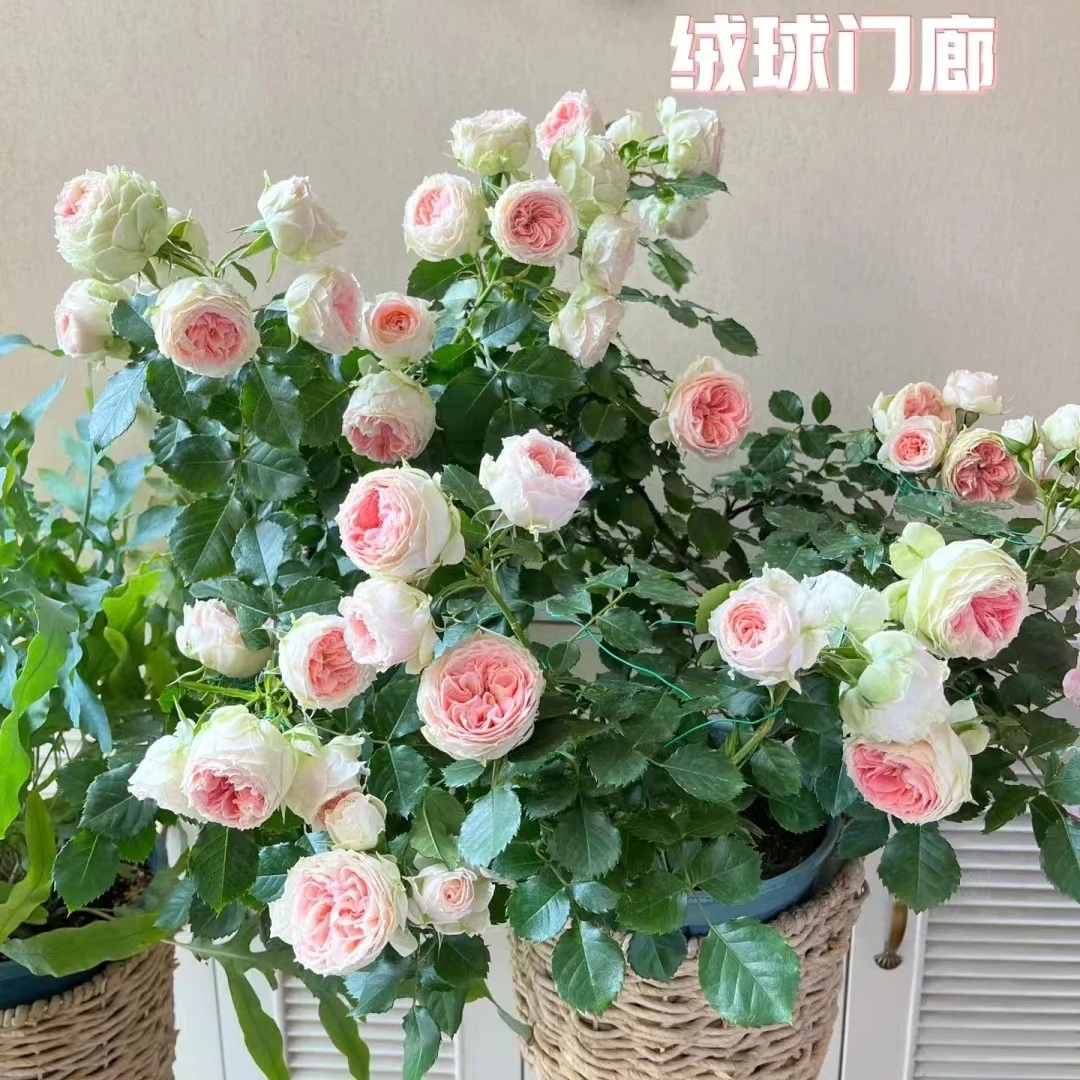 玫瑰大叔 绒球门廊 灌木月季 庭院阳台