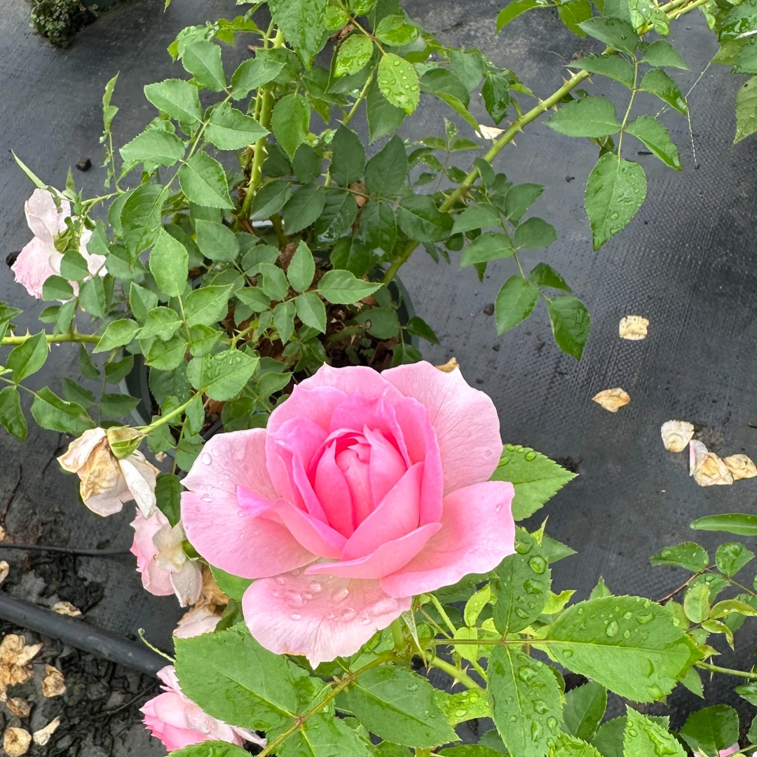 玫瑰大叔 自育 荔文小姐 灌木月季 庭院阳台