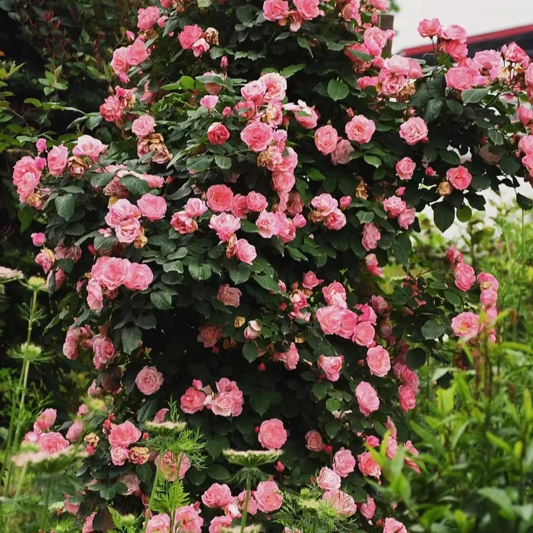 玫瑰大叔 藤本樱霞 藤本月季 庭院阳台花园栽植开花