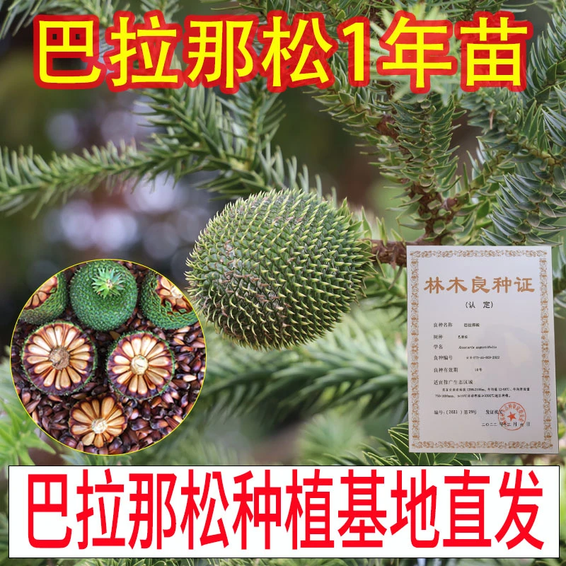 巴西进口树种正宗巴拉那松树苗大拇指松子树云南种植基地直发1年