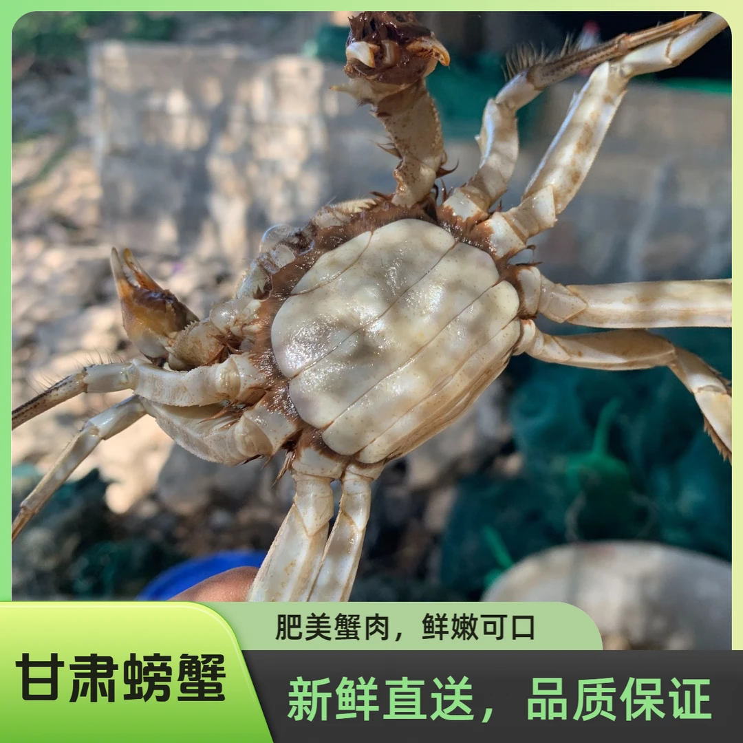 【体验装】甘肃螃蟹公母混合鲜活1.3两左右/只2斤装顺丰包邮