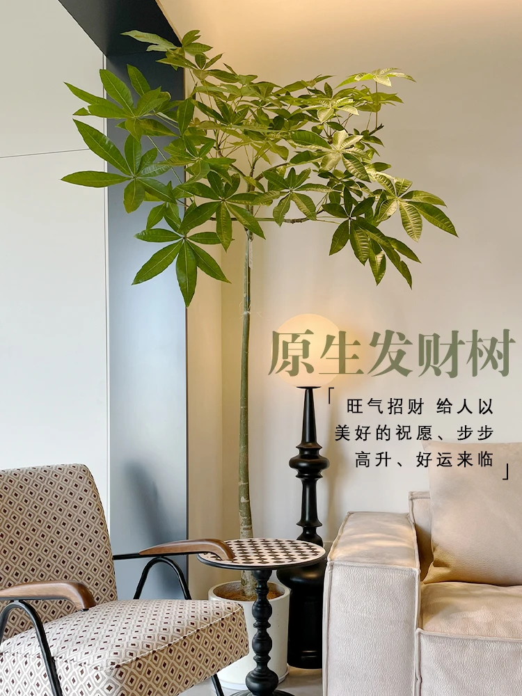 老桩原生发财树盆栽飘枝造型大型室内网红观叶落地景客厅庭院绿植