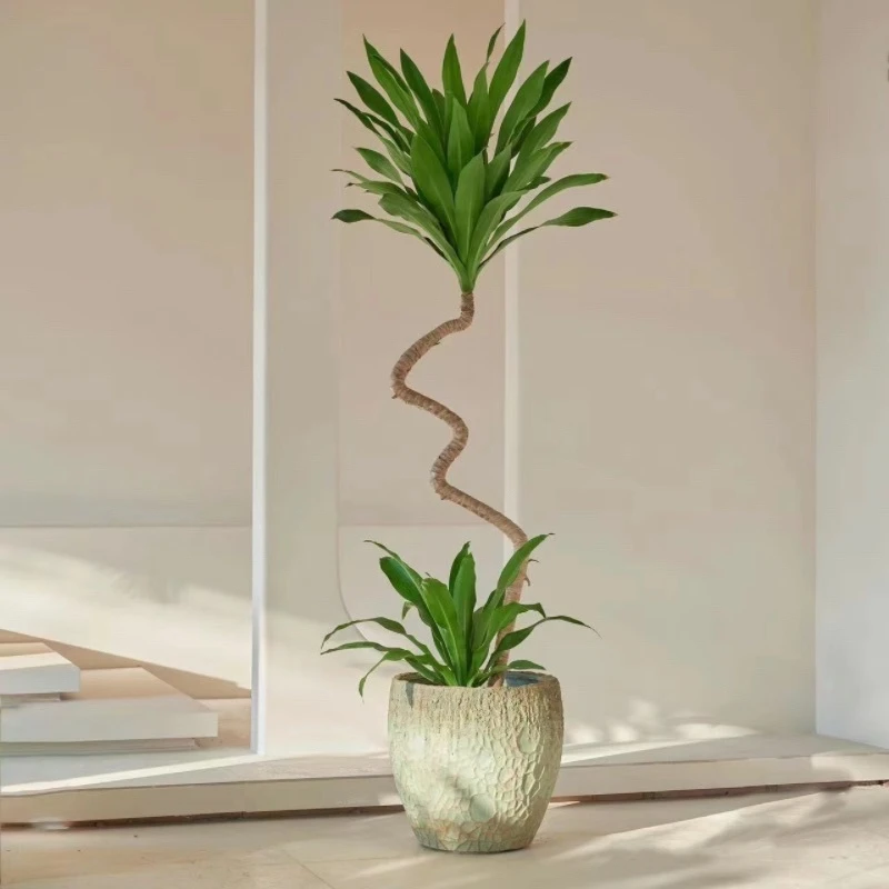 造型款荷花龙血树铁四季长青适合卧室客厅庭院公司的室内绿植盆栽