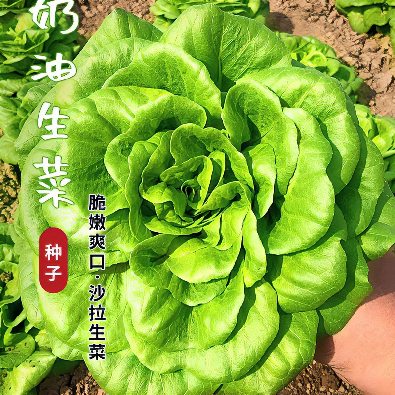 可生吃沙拉奶油生菜种子农家田园阳台盆栽耐热专用四季蔬菜种籽
