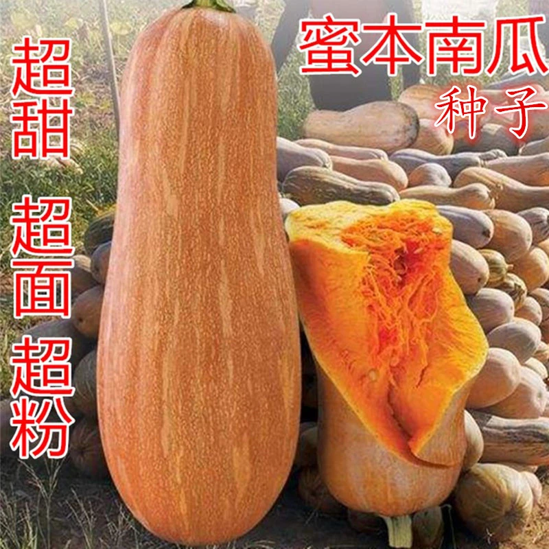 早熟高产蜜本南瓜种子大果密本南瓜种庭院阳台四季种植蔬菜种子
