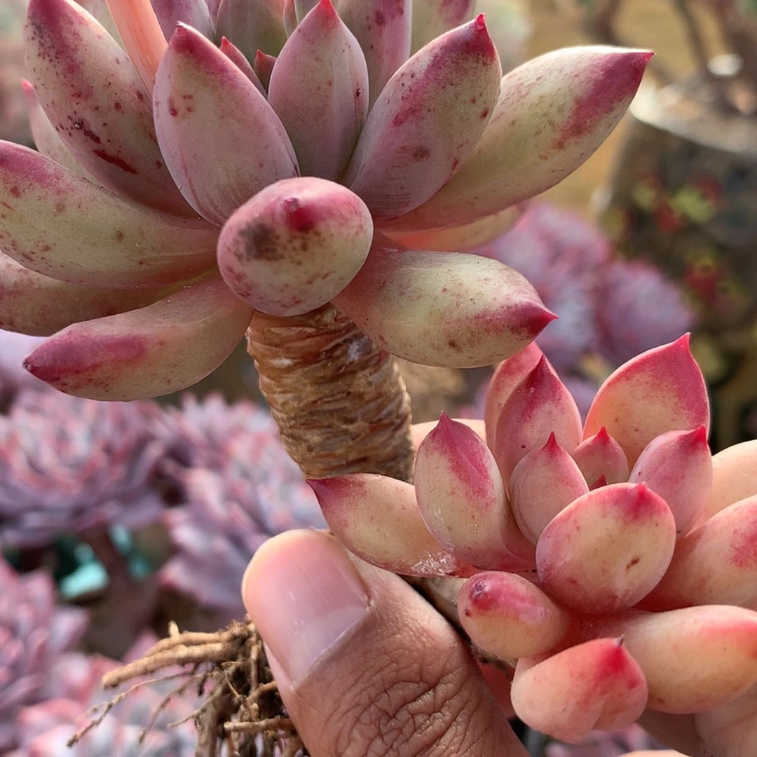 【闪购商品】呱***呱虞美人寄养