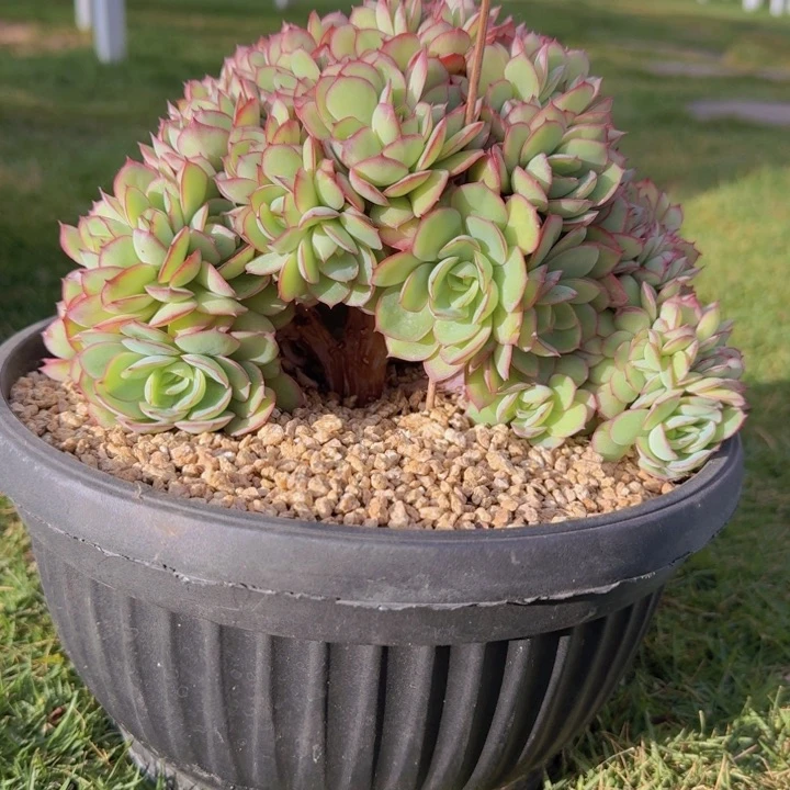 时**转牡丹亭小树缀