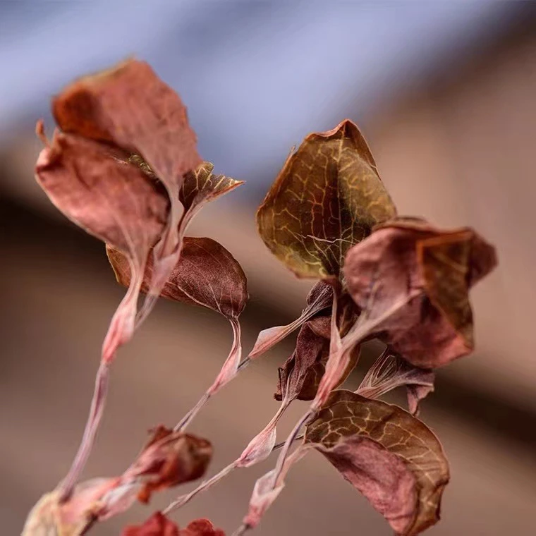 乡味甄选 下山货 线莲 50g/100g/500g