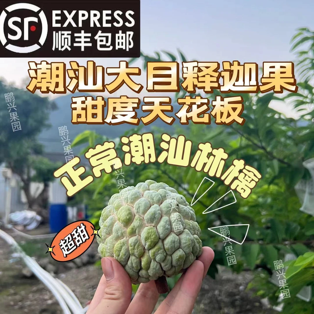 (顺丰包邮)潮汕正宗樟林番荔枝大目释迦果佛头果摩尼果本地林檎大