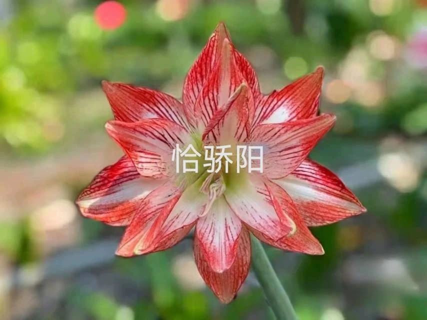 台朱 恰骄阳 小苗 3-4公分（只包鲜活不包后期养护）