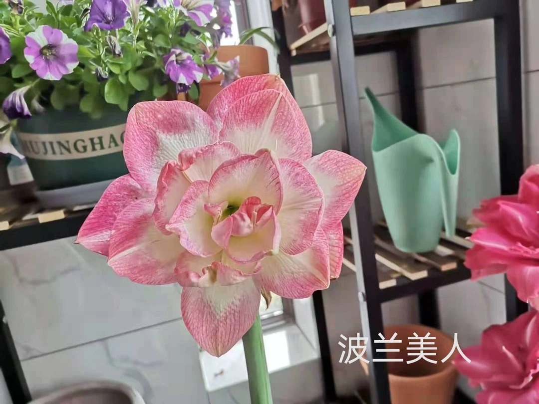 朱顶红 波兰美人 小苗 1公分（只包苗子鲜活不包后期养护）