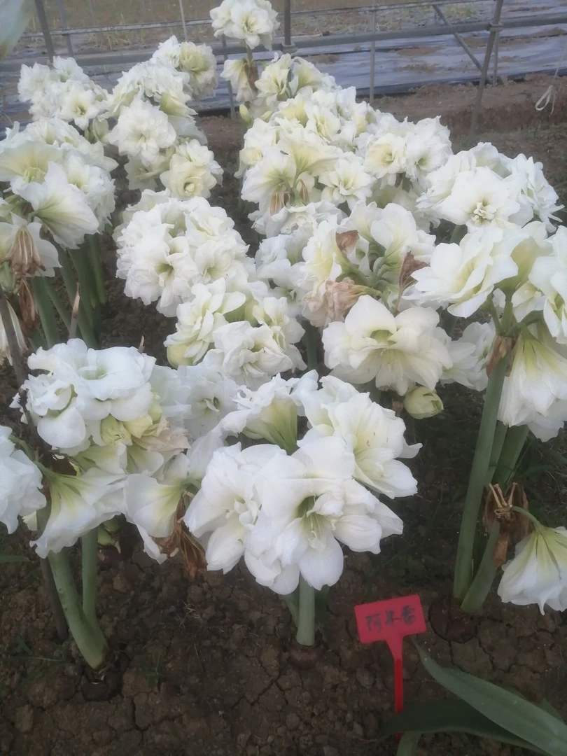 花后球 组合 花孔雀阿弗雷樱桃尼夫
