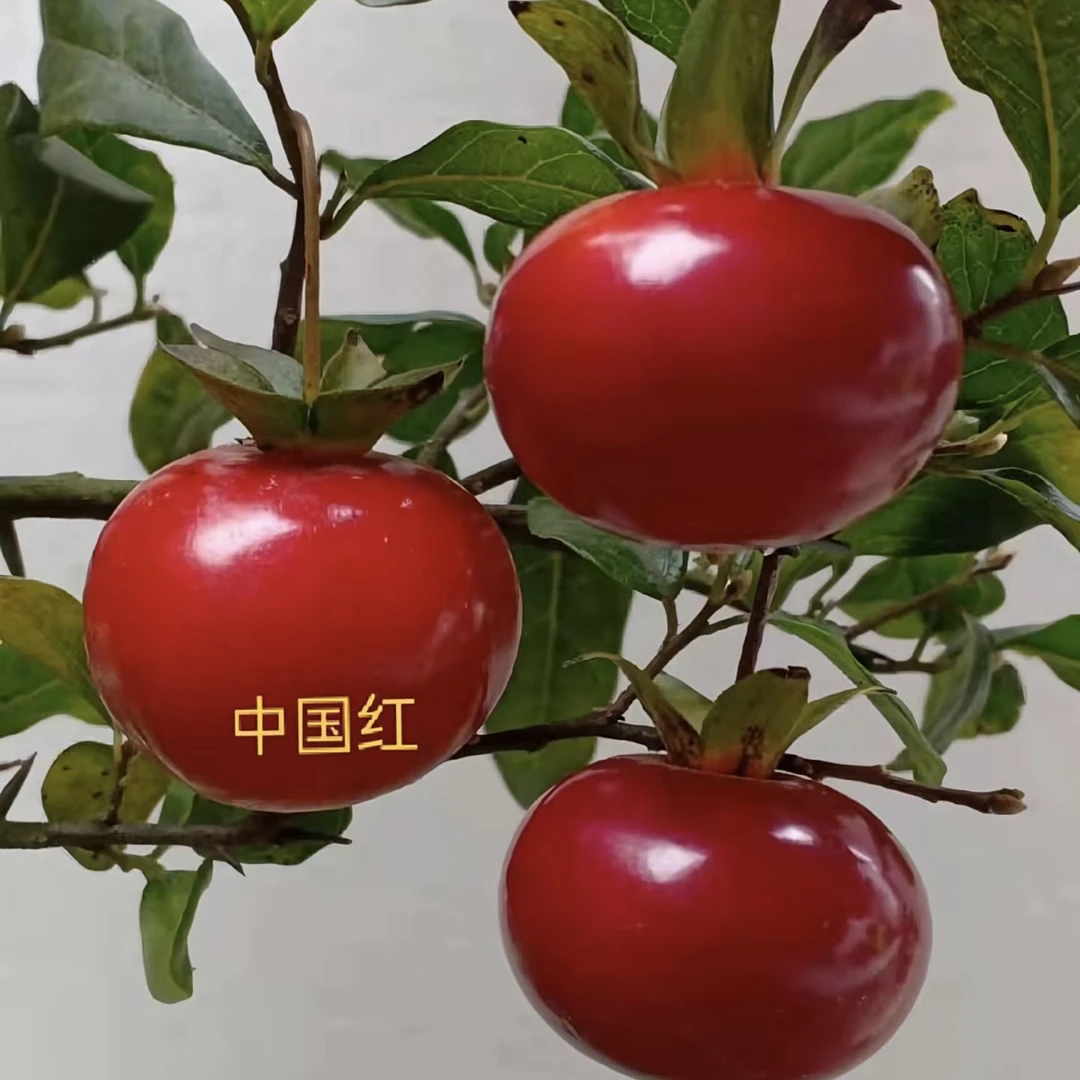 直播间下单四川产地金弹子小树苗带土球随机发断枝条掉果不包赔付