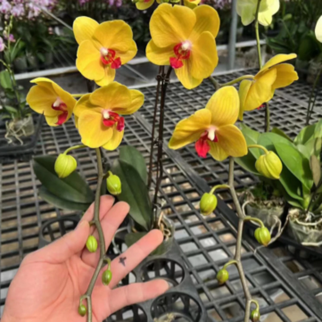 花苗越南王子3.5寸带剑蝴蝶兰花苗根不多介意慎拍